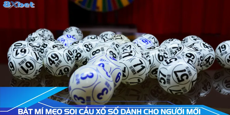 bat-mi-meo-soi-cau-xo-so-danh-cho-nguoi-moi